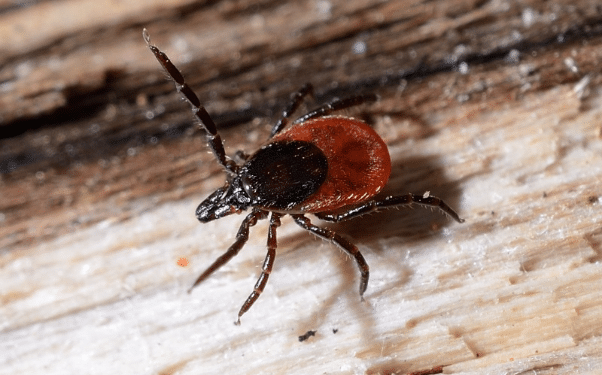 Types Of the Ticks