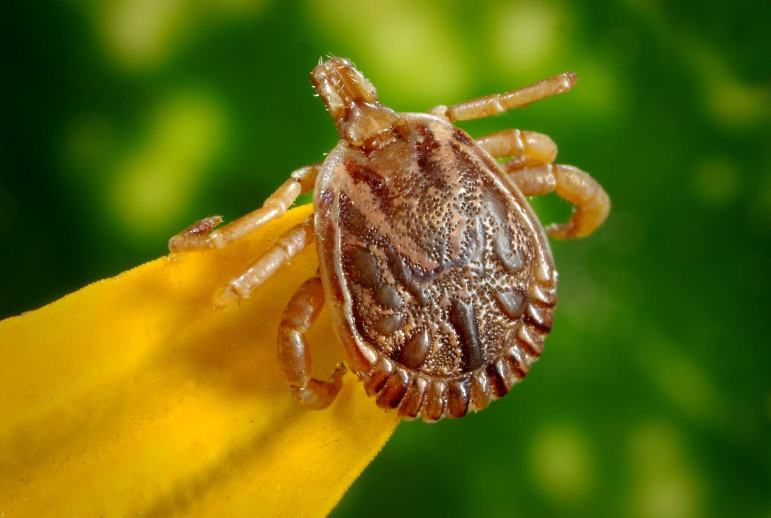 What Is a Wood Tick