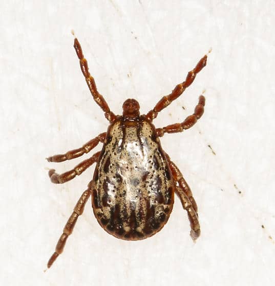 Wood tick - Dermacentor andersoni