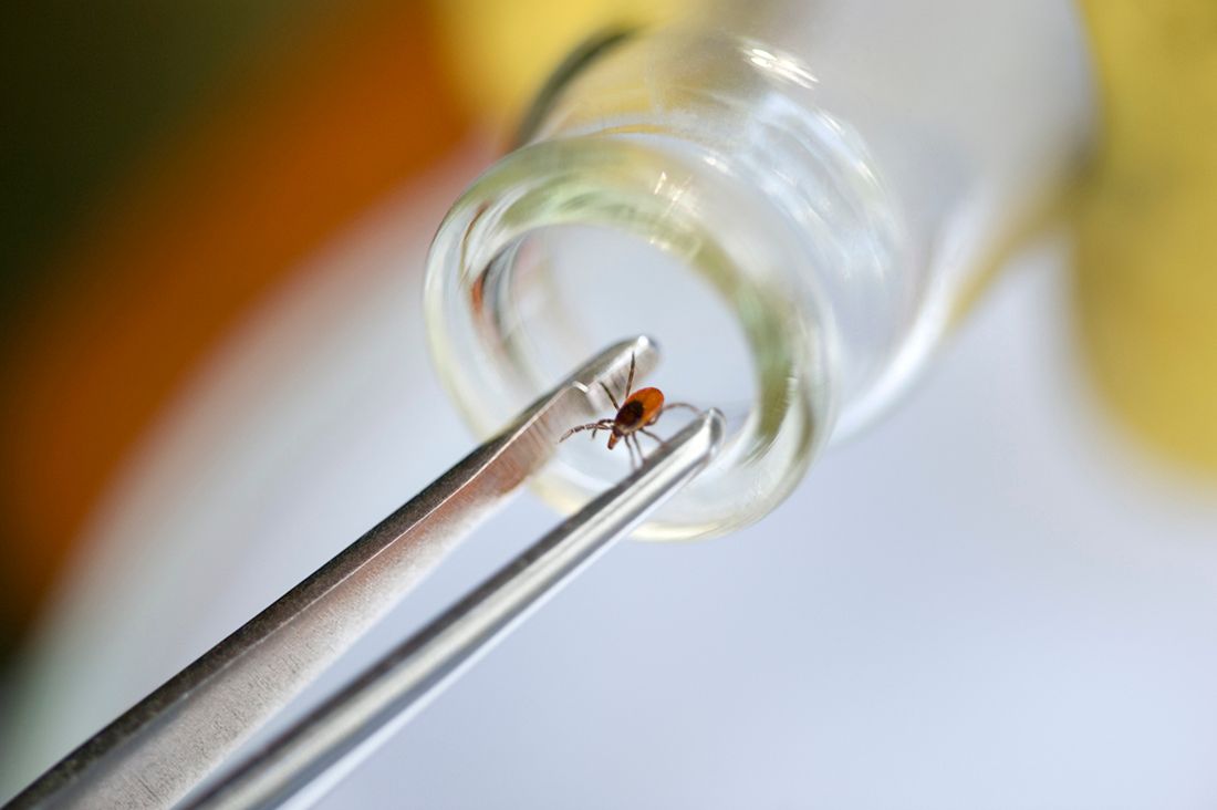 wood tick in the glass bottle