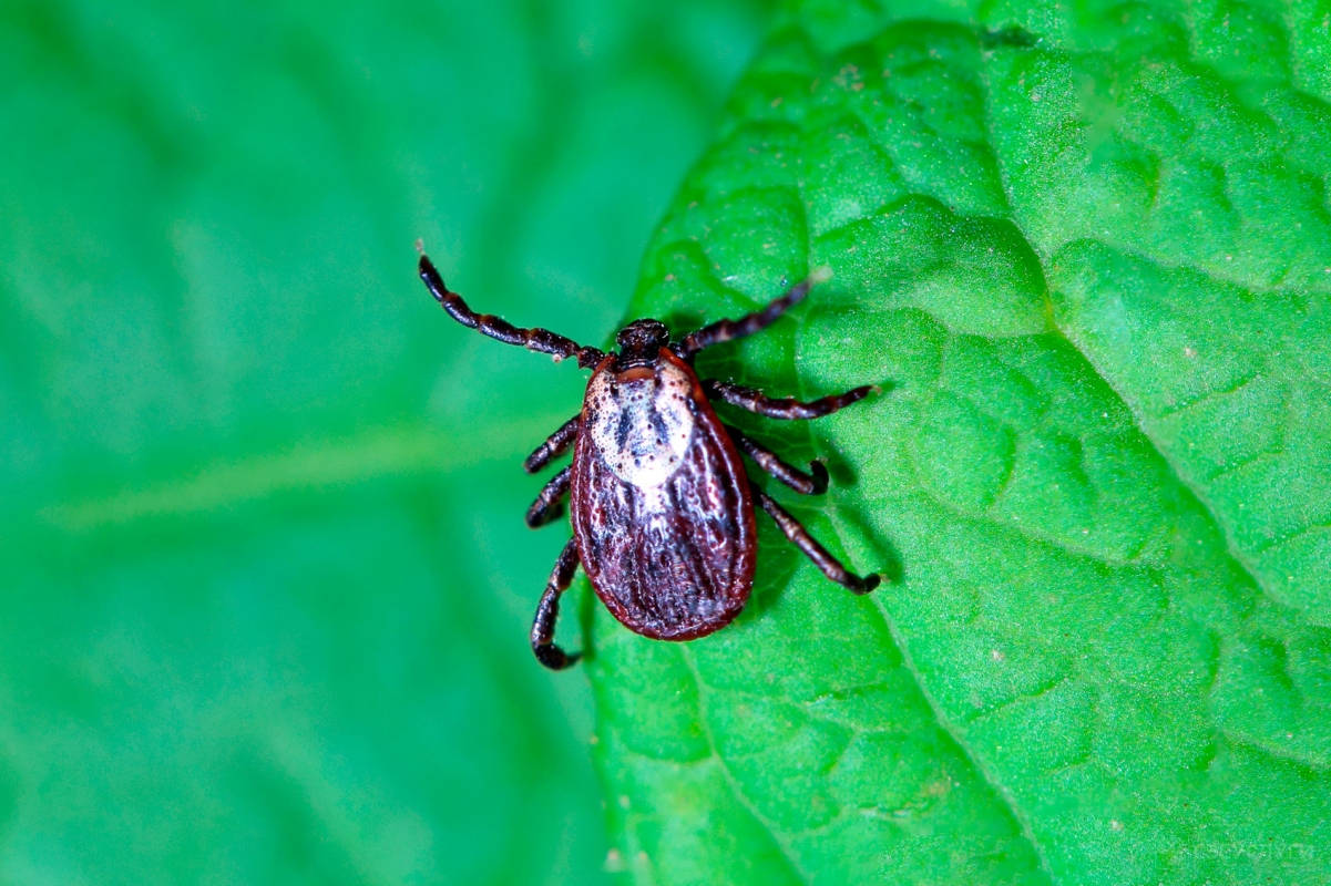 wood tick on the leave