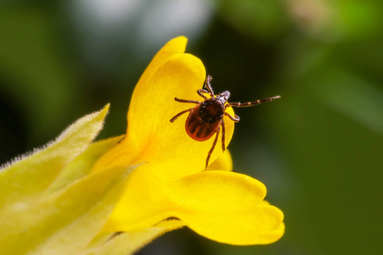 Wood Tick