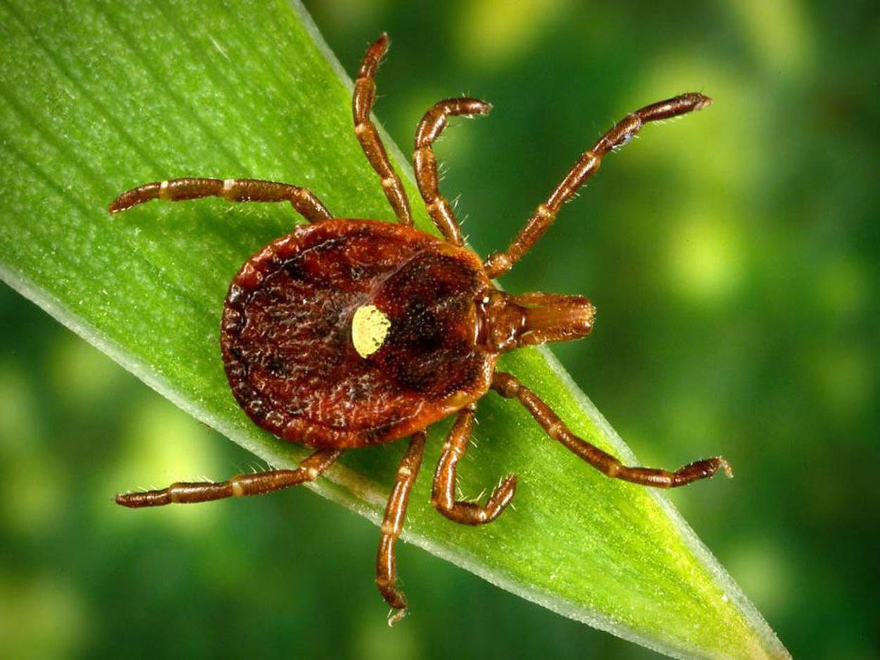 wood tick with yellow spot