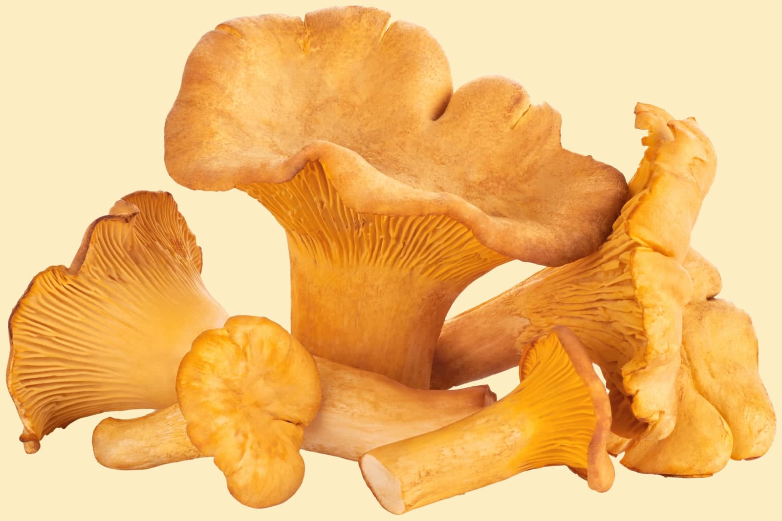 Chanterelle