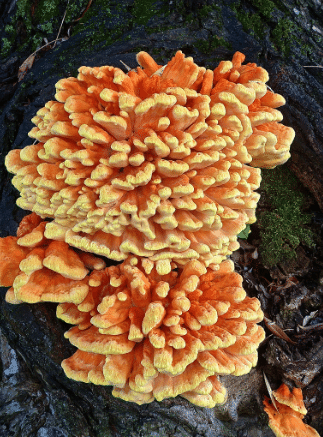 Chicken of the Woods