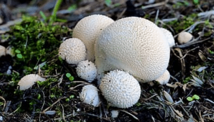 Giant Puffball Mushroom