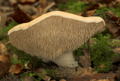 Hedgehog fungi