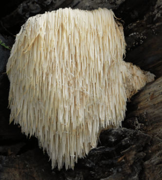 Lion’s mane fungus