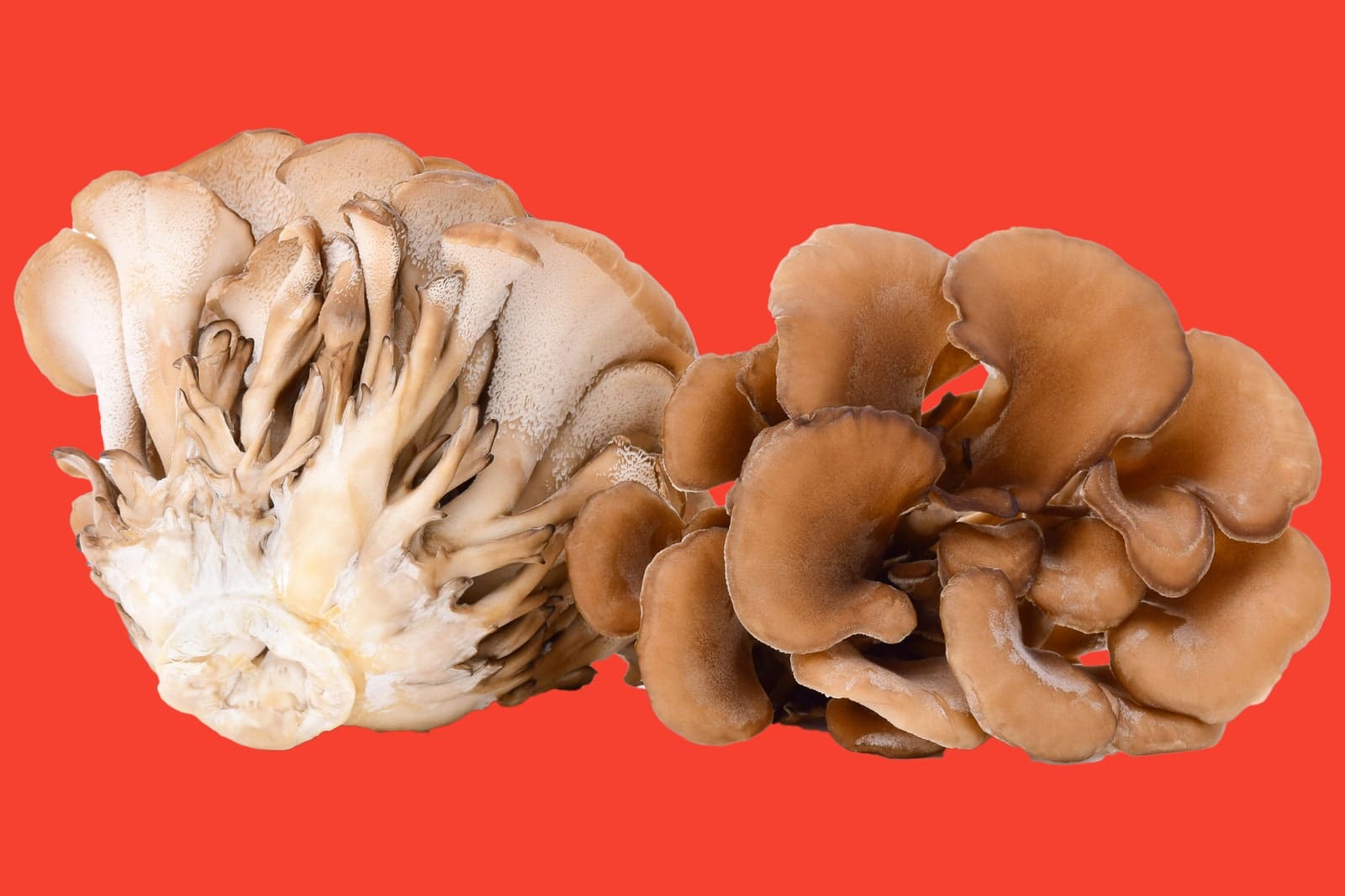 Maitake