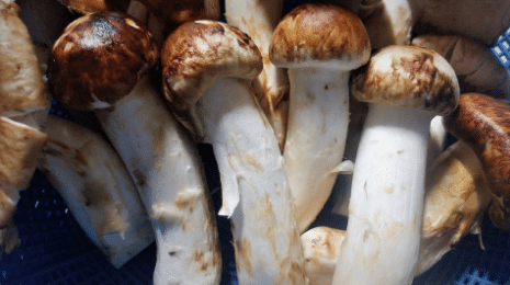 Matsutake