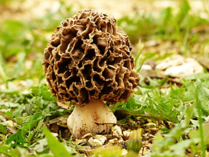 Morels