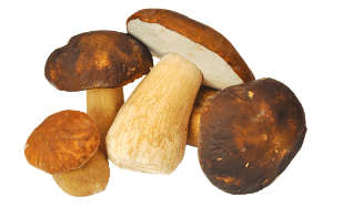 Porcini 