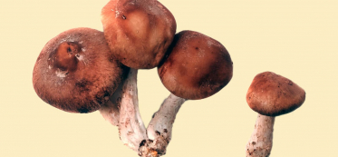 Shiitake