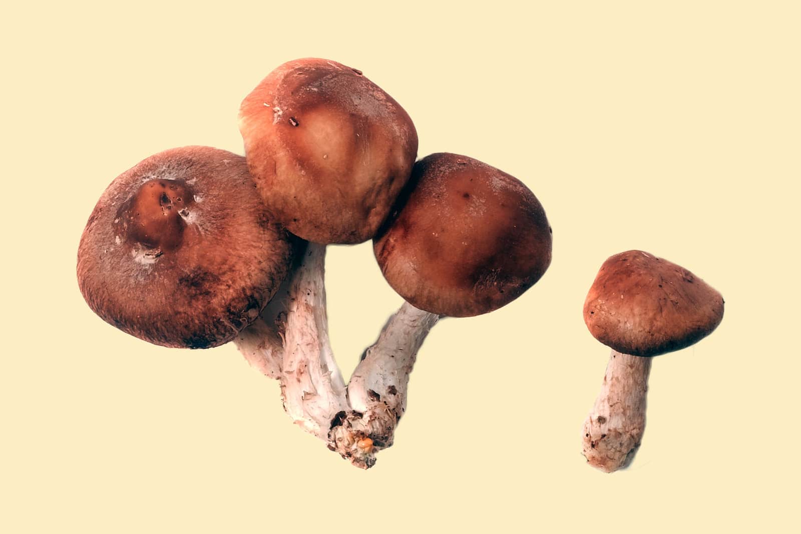 Shiitake