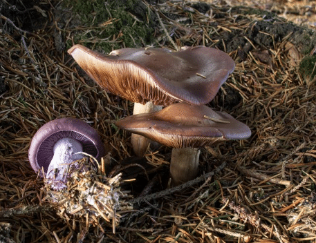 Wood Blewit