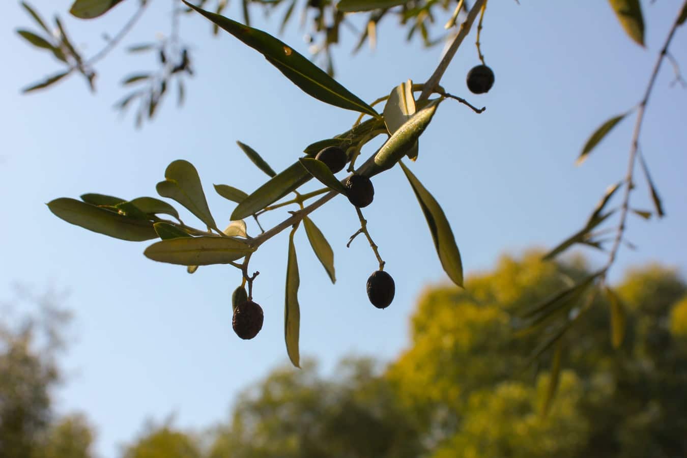 Lifespan Of Olives And What It Depends On