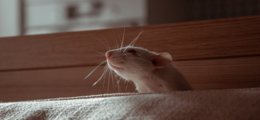 how to get rid of rats with natural ways