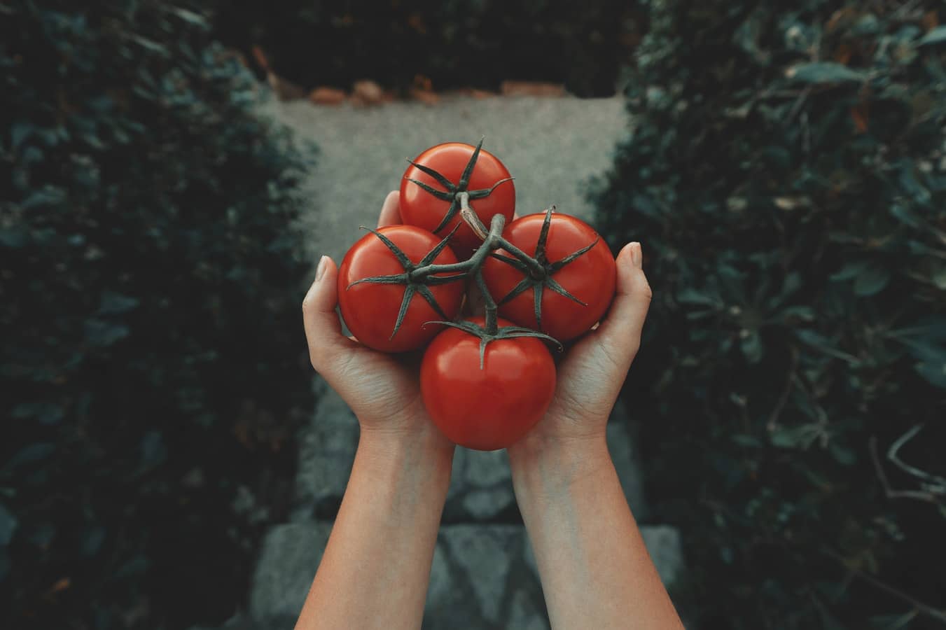 How Long Do Tomatoes Last