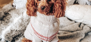 Learn all about using animal shampoo consequences