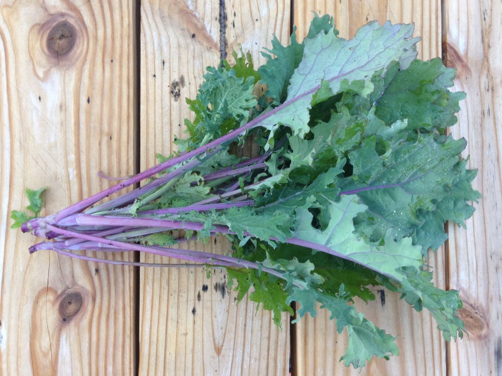 Red-Russian-Kale-Seeds