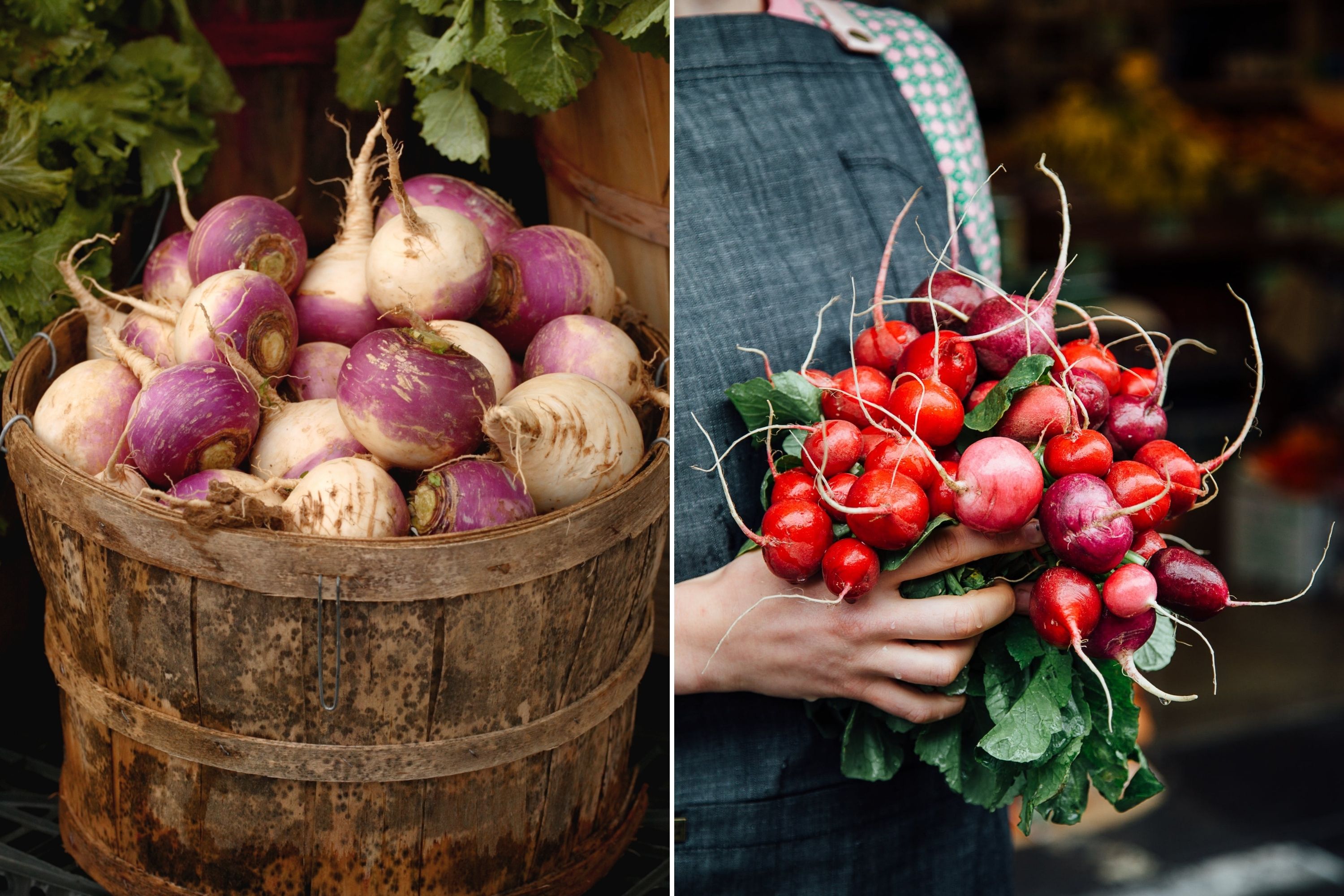 Turnips VS Radishes