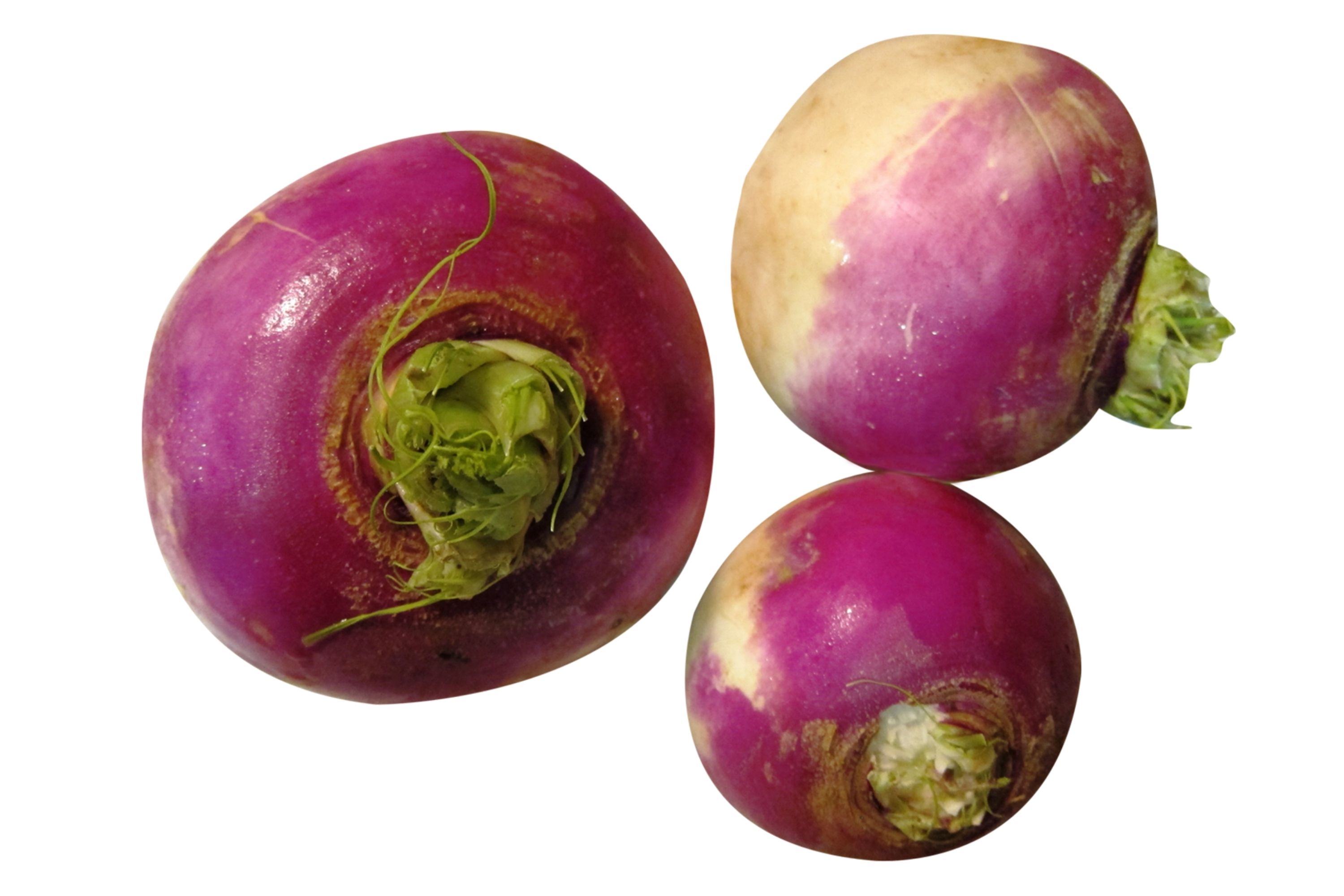 Turnips VS Rutabagas