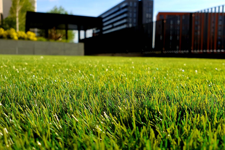 How Often to Water New Grass Seeds | Detailde Guide - Beezzly