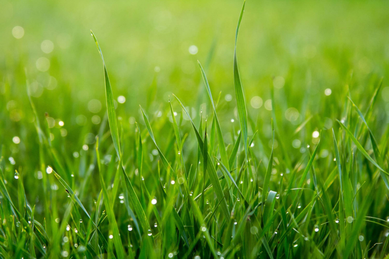 How Often to Water New Grass Seeds | Detailde Guide - Beezzly