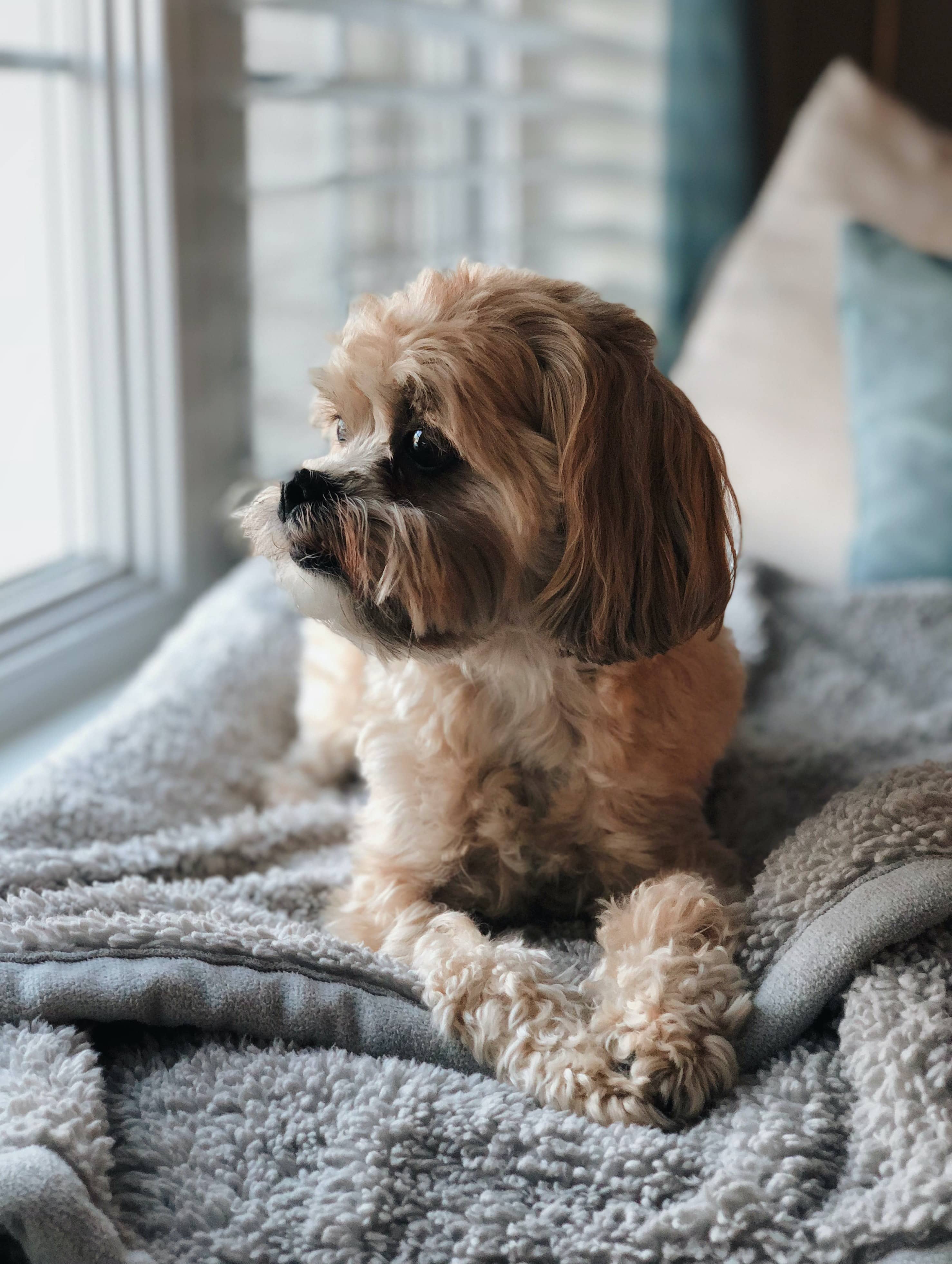 How To Wash Sherpa Blanket Detaoled Guide Beezzly
