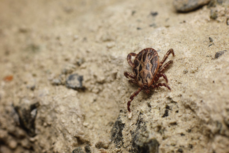 how long can ticks live in a house