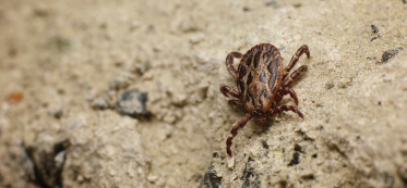 How Long Can Ticks Live On Clothing