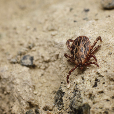 How Long Can Ticks Live On Clothing