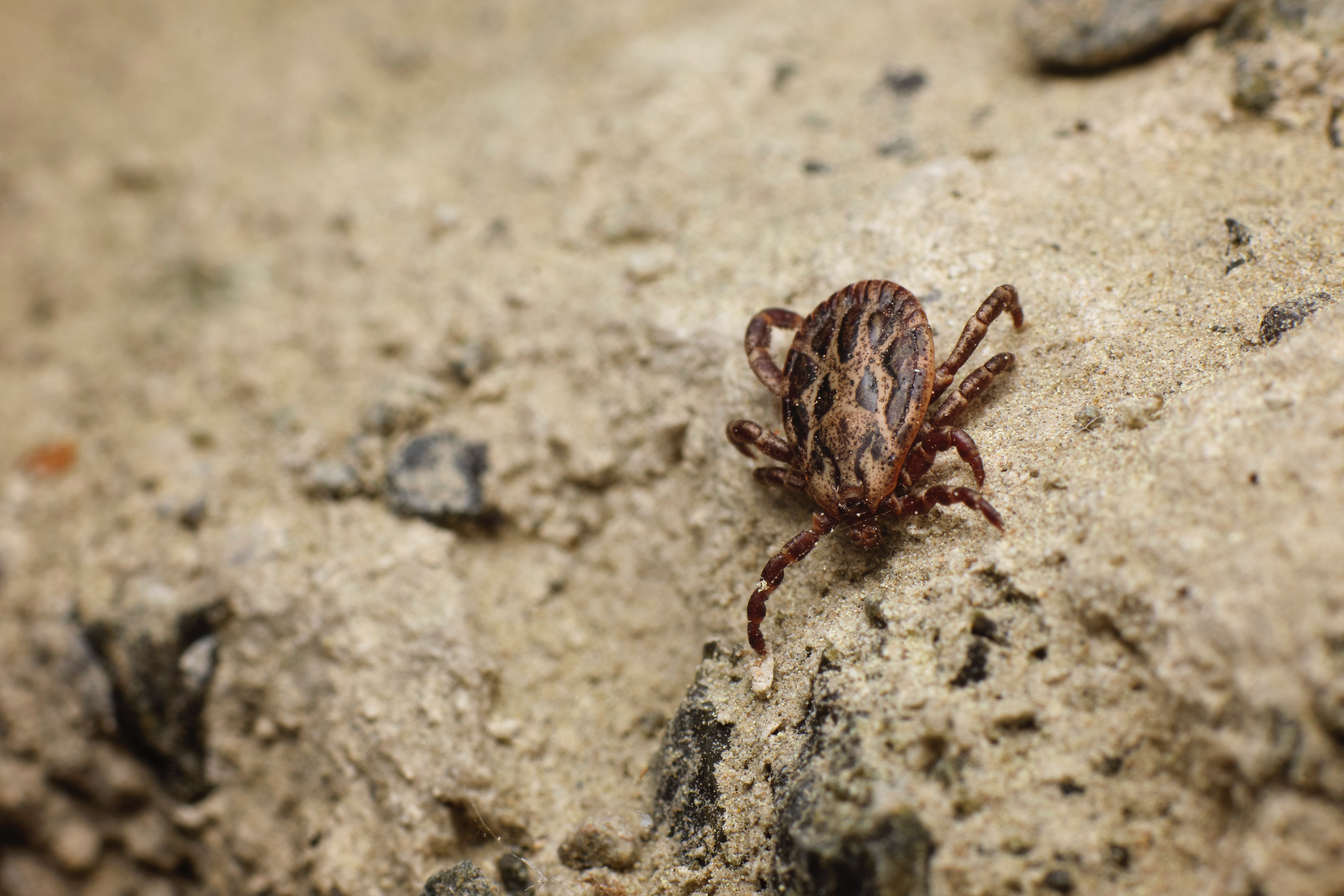 How Long Can Ticks Live On Clothing