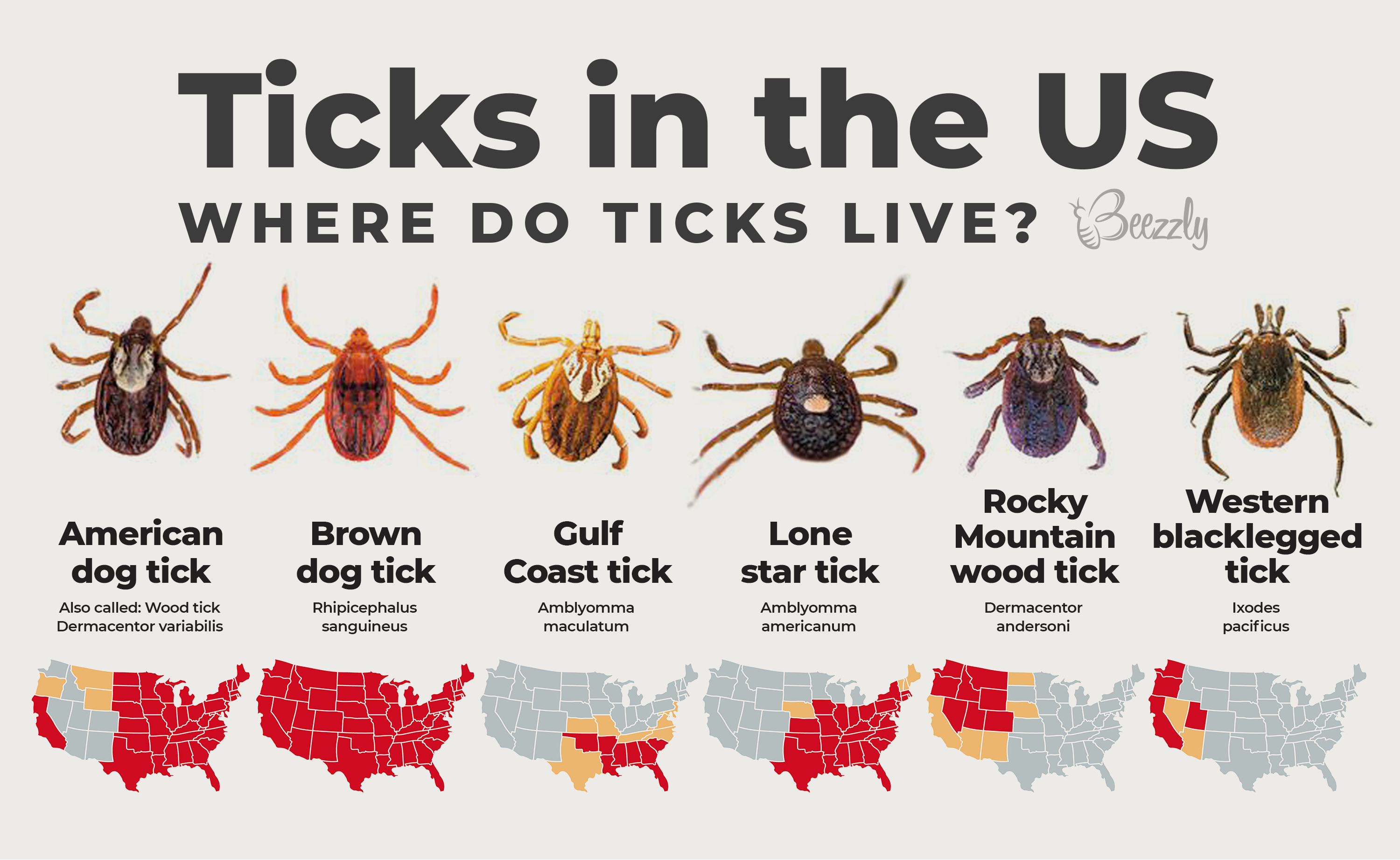 Ticks in the USA