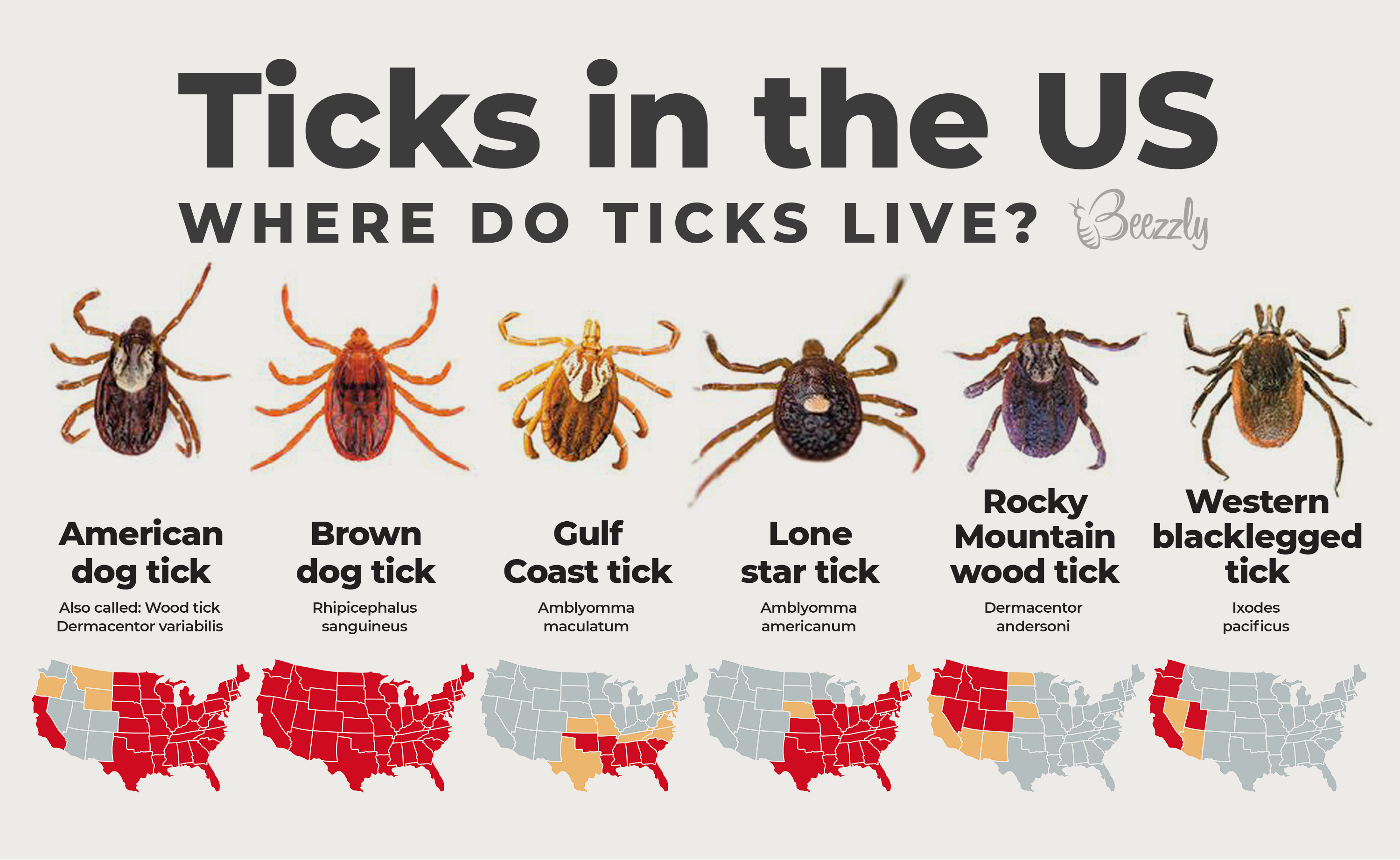 Can Ticks Drown? Detailed Guide from 2023 Beezzly