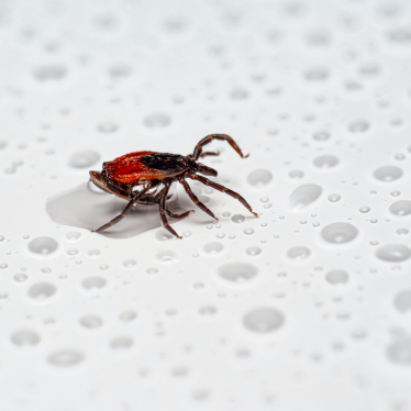 can tick drown