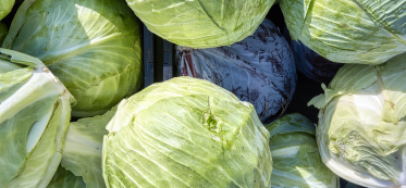 what to cook from cabbage