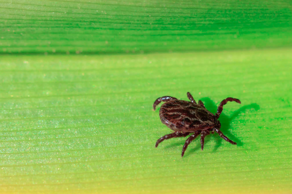 What Purpose Do Ticks Serve? Detailed Guide | Beezzly