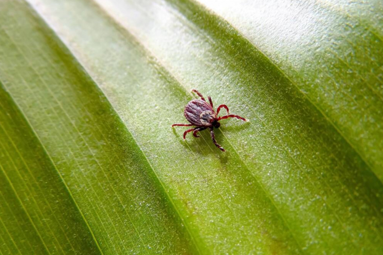 What Purpose Do Ticks Serve? Detailed Guide | Beezzly