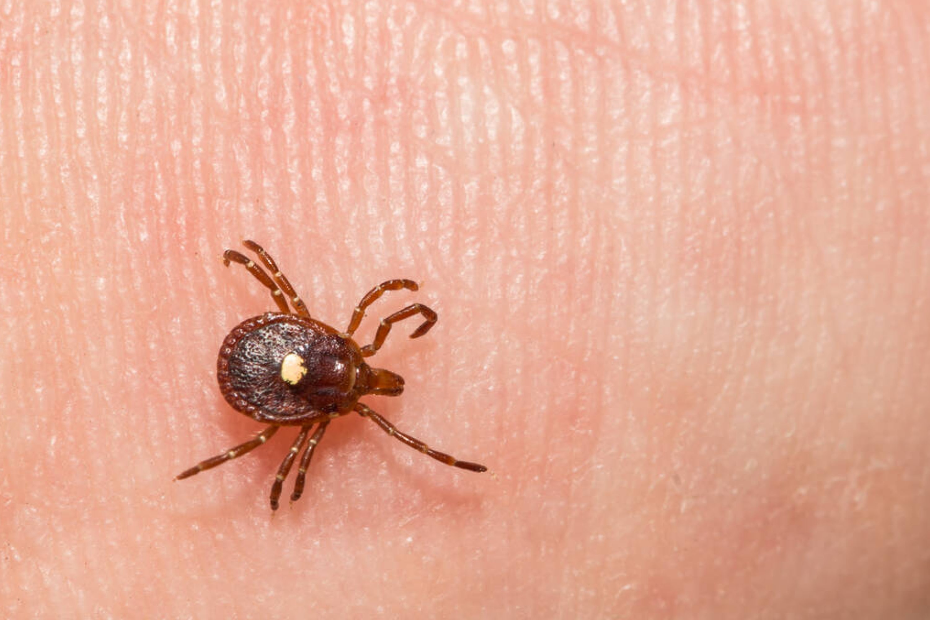 What Do Ticks Do That Makes Them Beneficial