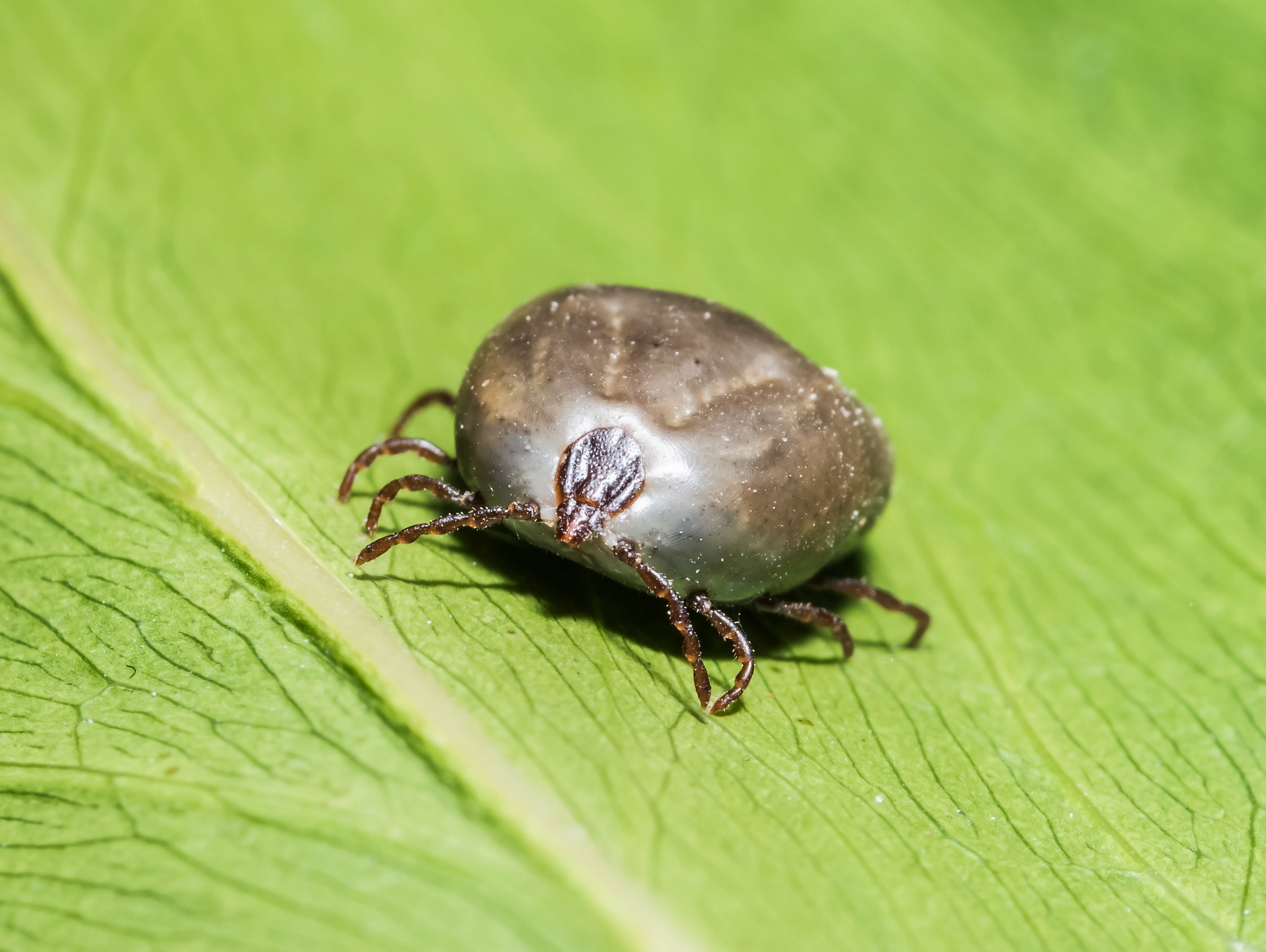 What Evolutionary Purpose Do Ticks Serve