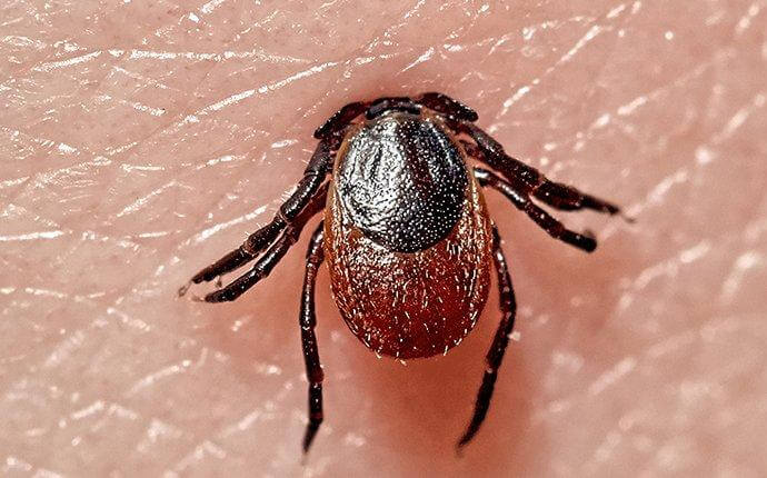 What Possible Purpose Do Ticks Serve