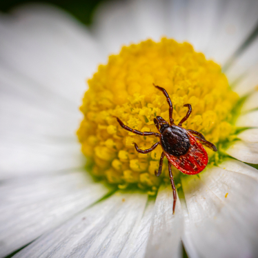 What Purpose Do Ticks Serve