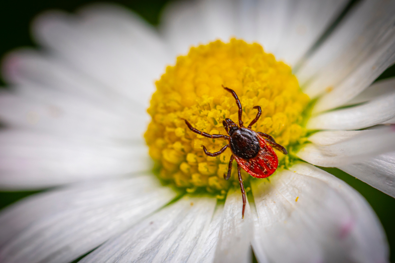 What Purpose Do Ticks Serve