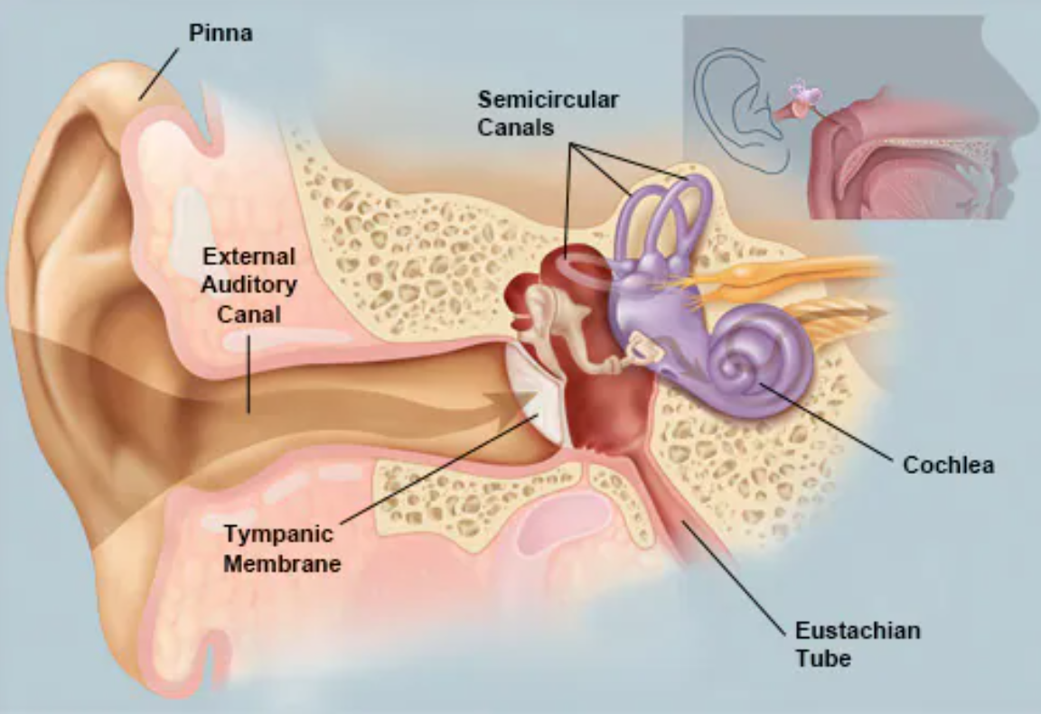 swimmers ear