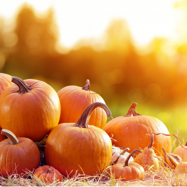 How to Tell If a Pumpkin Is Ripe