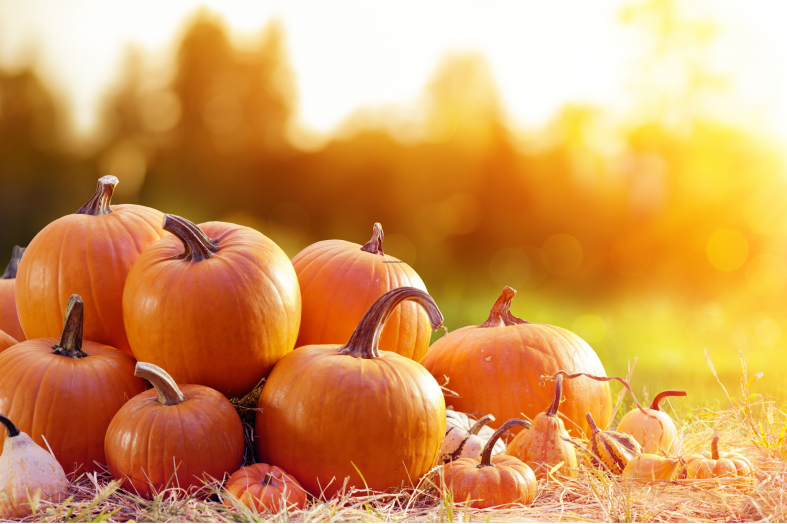 How to Tell If a Pumpkin Is Ripe