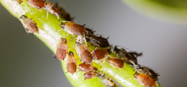 Organic Ways to Control Pests in Interior Landscapes