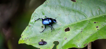Small Black Bugs In the House