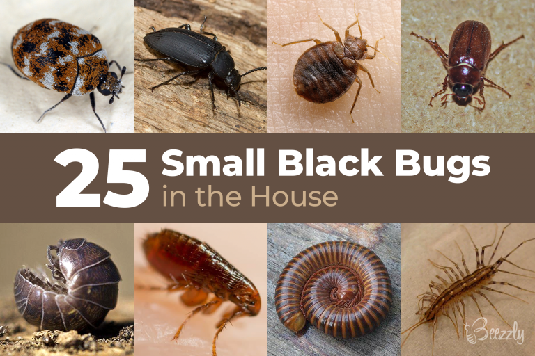 25+ Small Black Bugs In the House | With Pictures 2023 - Beezzly